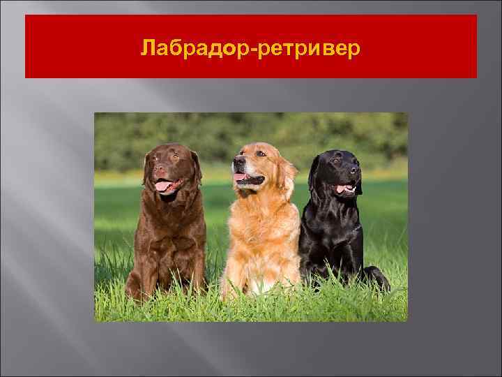 Лабрадор-ретривер 