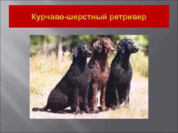 Курчаво-шерстный ретривер 