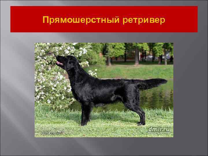 Прямошерстный ретривер 