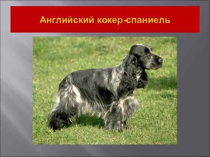 Английский кокер-спаниель 