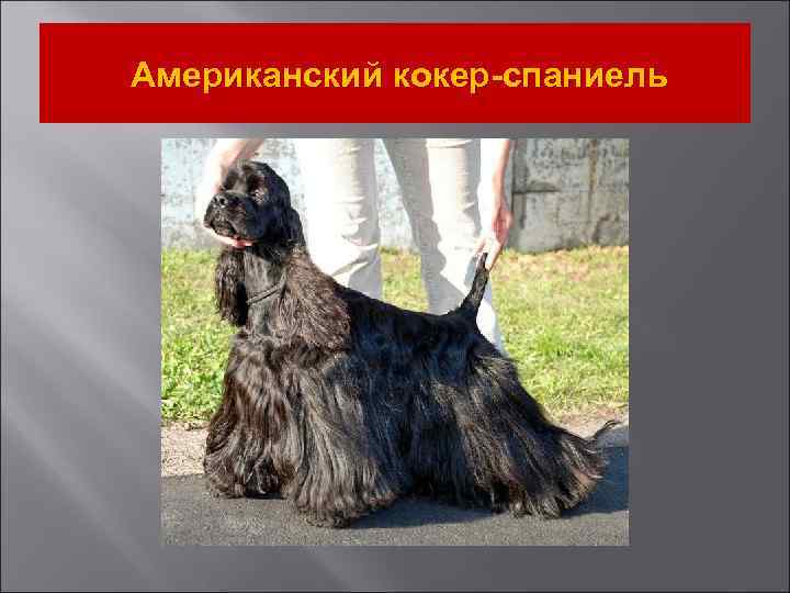 Американский кокер-спаниель 