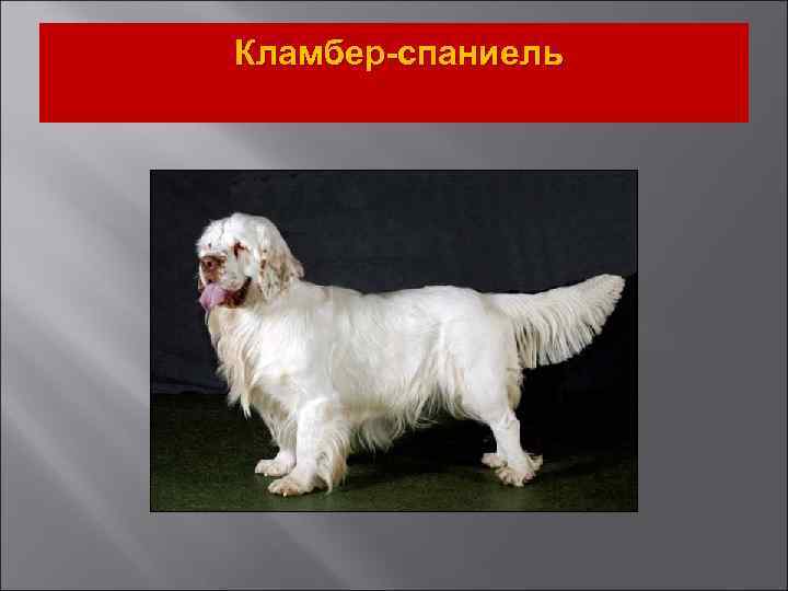 Кламбер-спаниель 