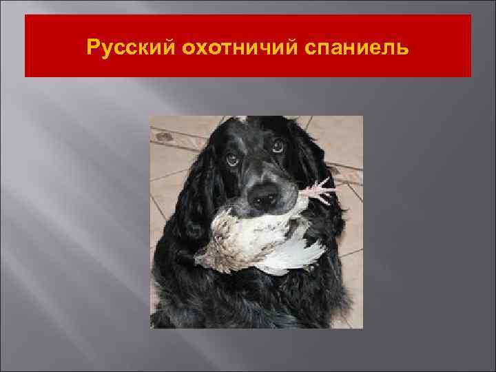 Русский охотничий спаниель 