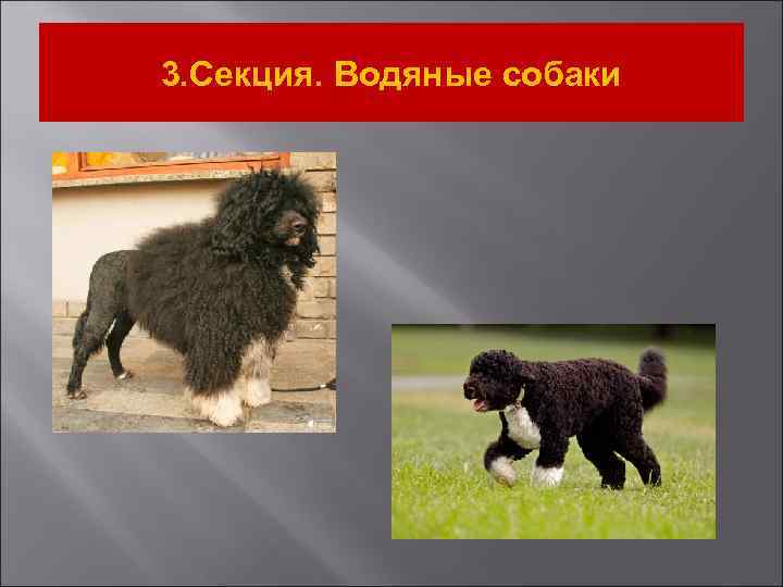 3. Секция. Водяные собаки 