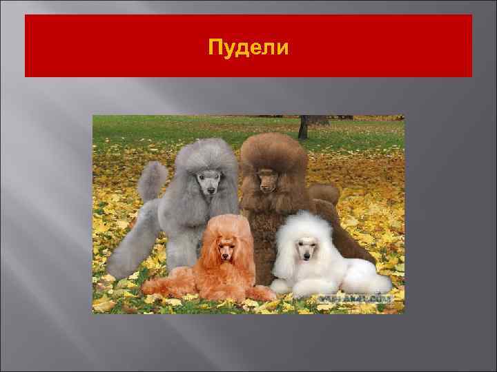 Пудели 