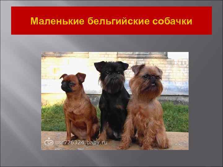 Маленькие бельгийские собачки 