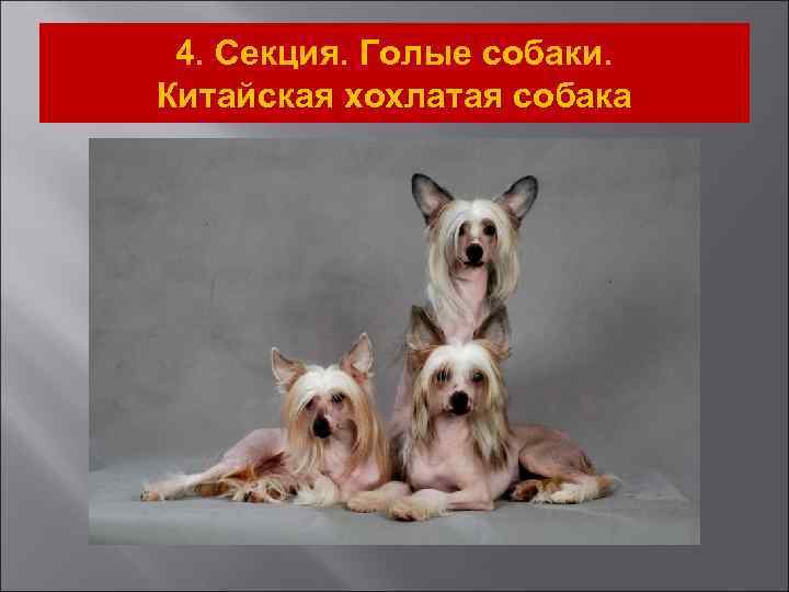 4. Секция. Голые собаки. Китайская хохлатая собака 