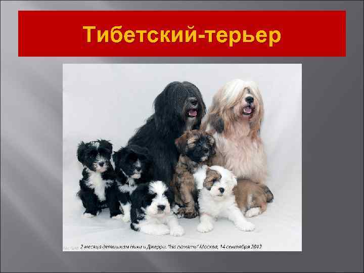 Тибетский-терьер 