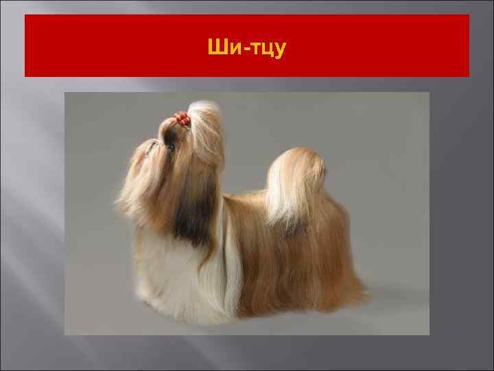 Ши-тцу 