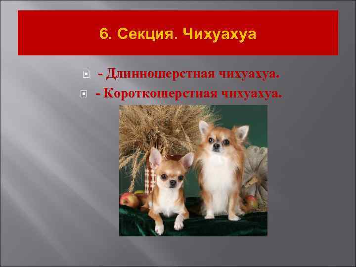 6. Секция. Чихуахуа - Длинношерстная чихуахуа. - Короткошерстная чихуахуа. 