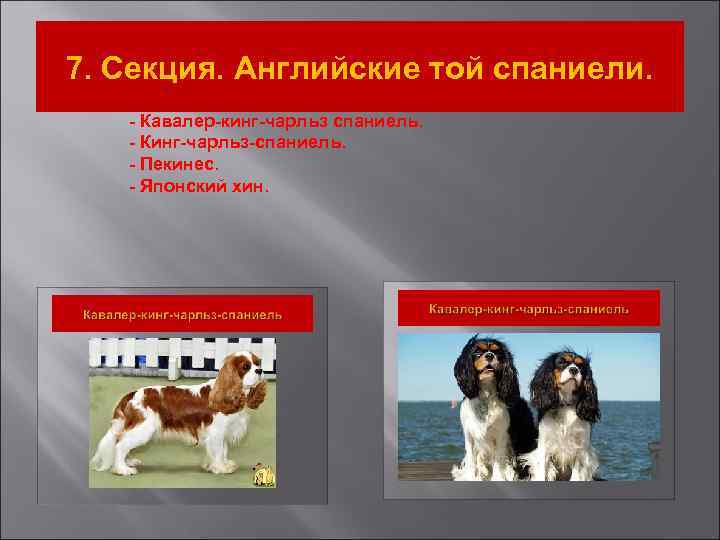 7. Секция. Английские той спаниели. - Кавалер-кинг-чарльз спаниель. - Кинг-чарльз-спаниель. - Пекинес. - Японский