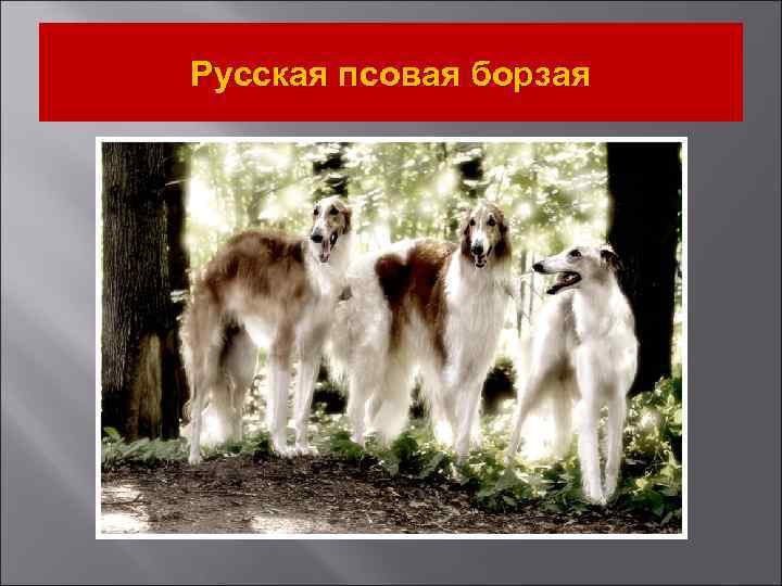 Русская псовая борзая 