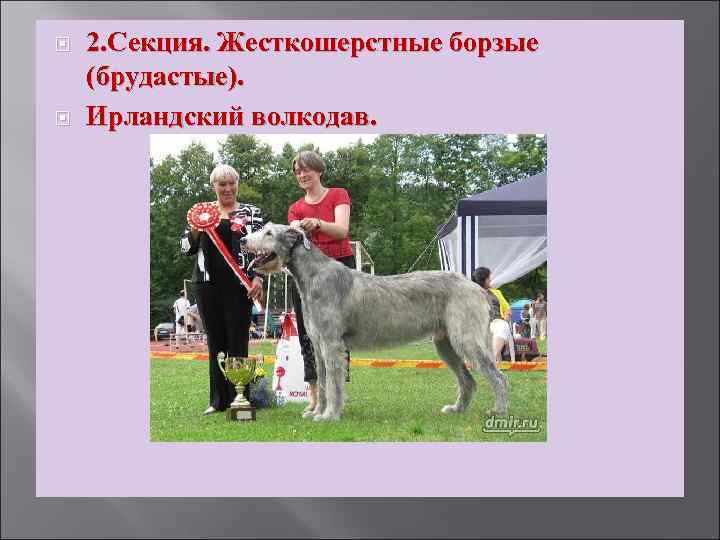  2. Секция. Жесткошерстные борзые (брудастые). Ирландский волкодав. 