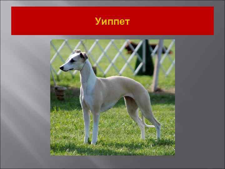 Уиппет 