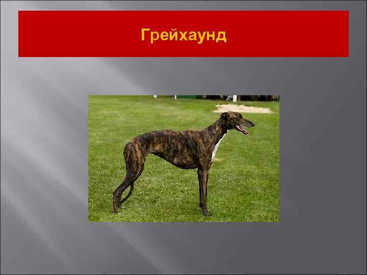 Грейхаунд 
