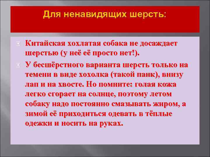 Для ненавидящих шерсть: Китайская хохлатая собака не досаждает шерстью (у неё её просто нет!).