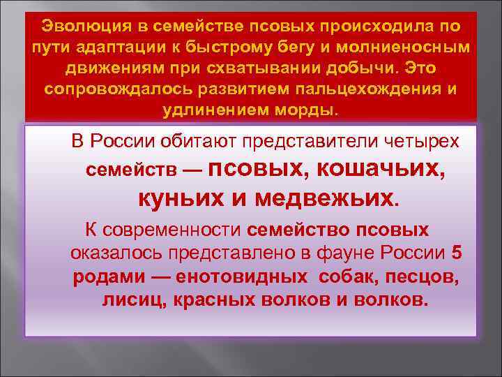 Эволюция в семействе псовых происходила по пути адаптации к быстрому бегу и молниеносным движениям