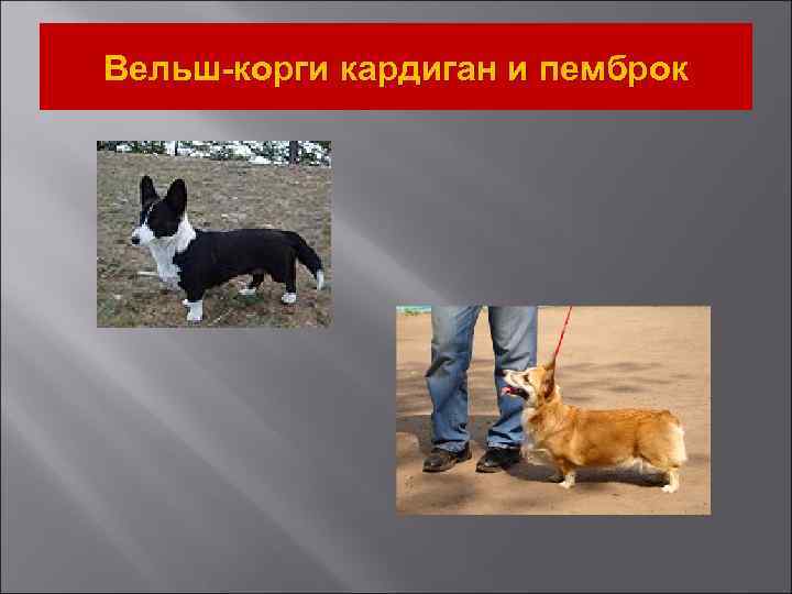 Вельш-корги кардиган и пемброк 