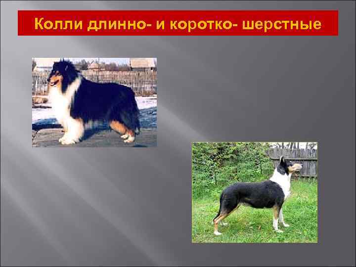 Колли длинно- и коротко- шерстные 