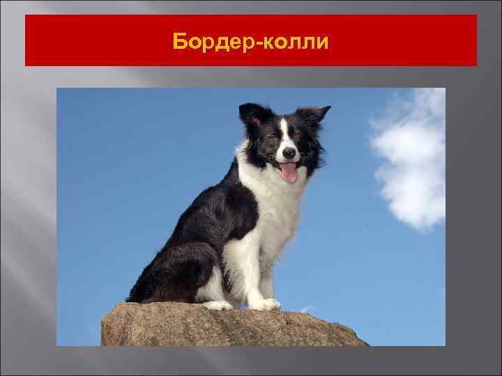Бордер-колли 