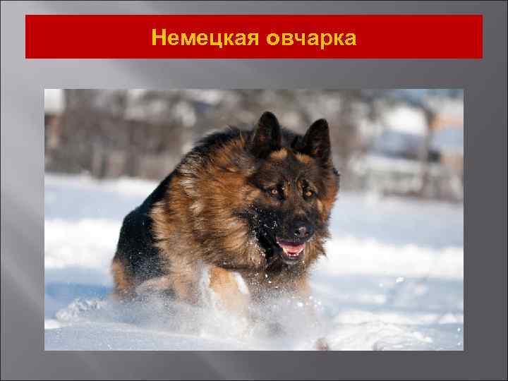 Немецкая овчарка 