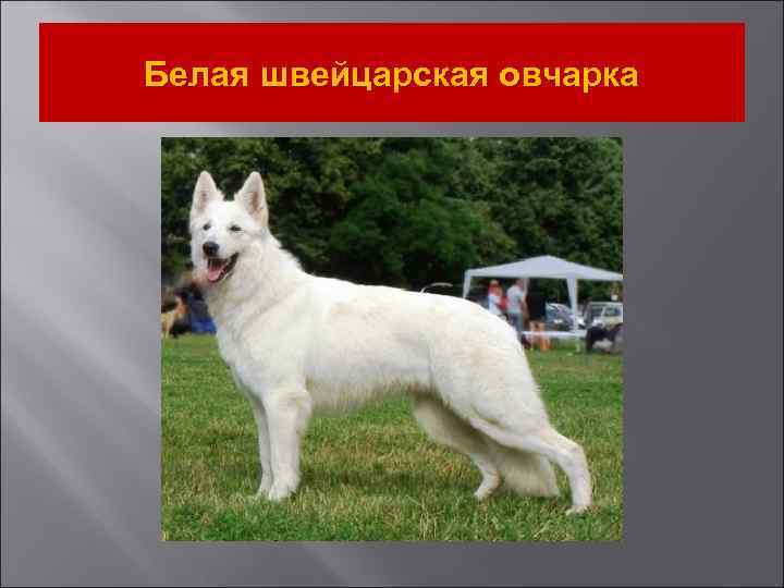 Белая швейцарская овчарка 