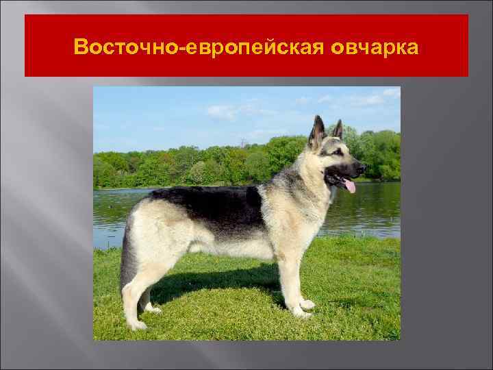 Восточно-европейская овчарка 
