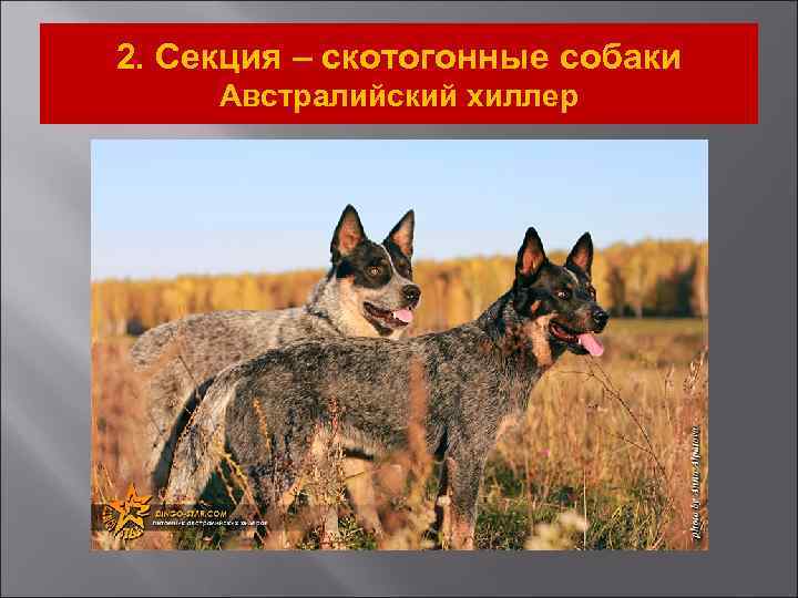 2. Секция – скотогонные собаки Австралийский хиллер 