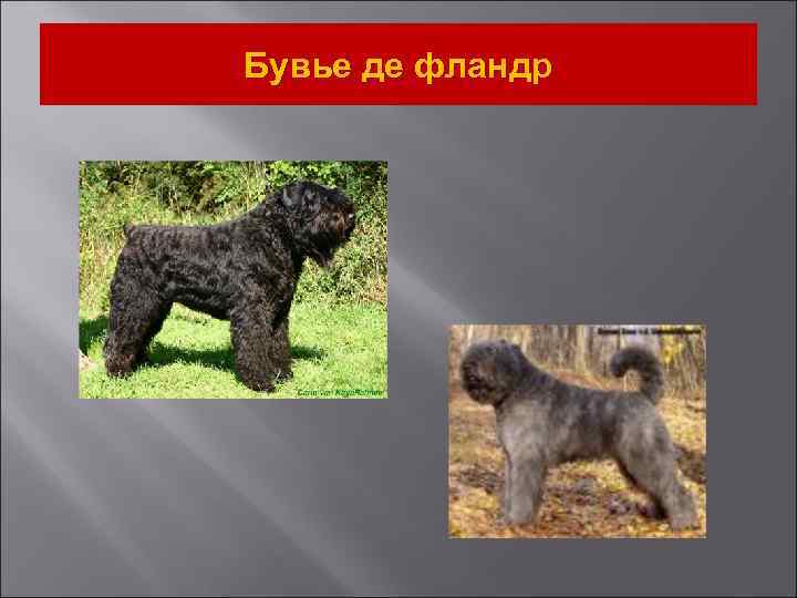 Бувье де фландр 