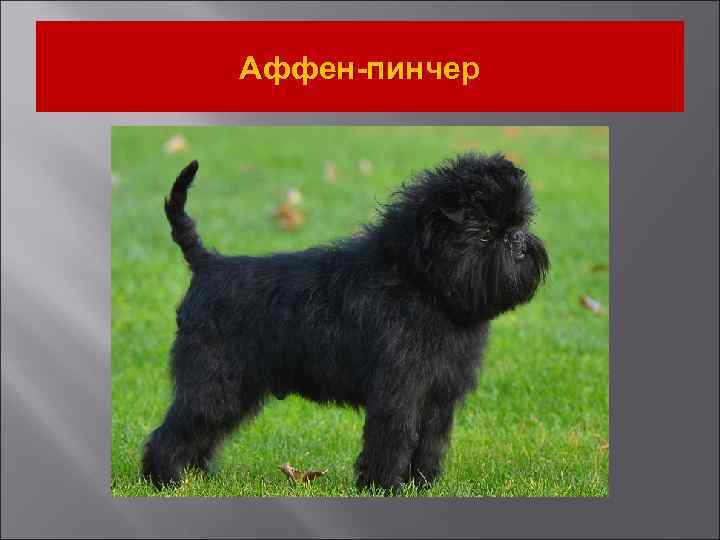 Аффен-пинчер 