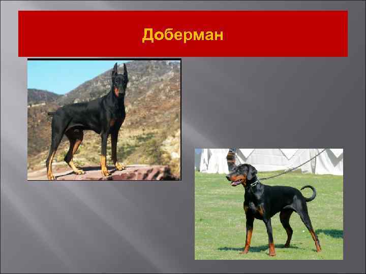 Доберман 
