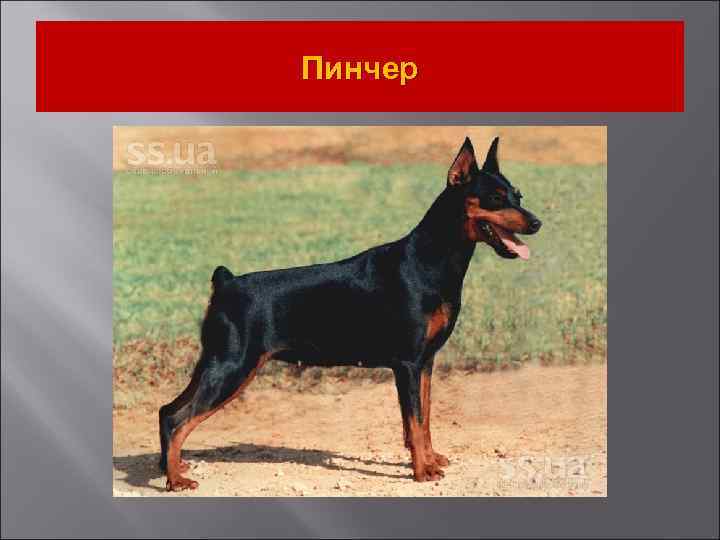 Пинчер 