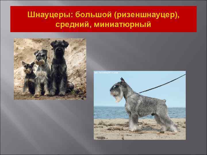 Шнауцеры: большой (ризеншнауцер), средний, миниатюрный 