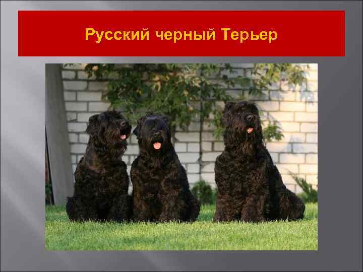 Русский черный Терьер 