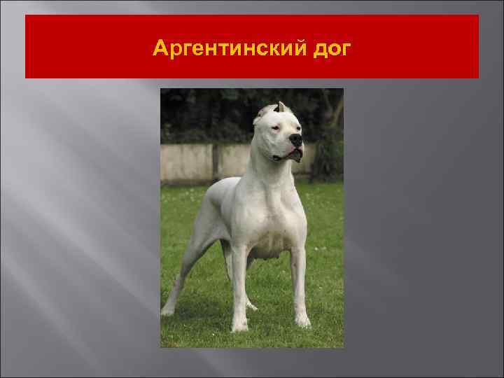 Аргентинский дог 