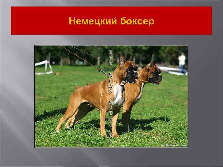 Немецкий боксер 