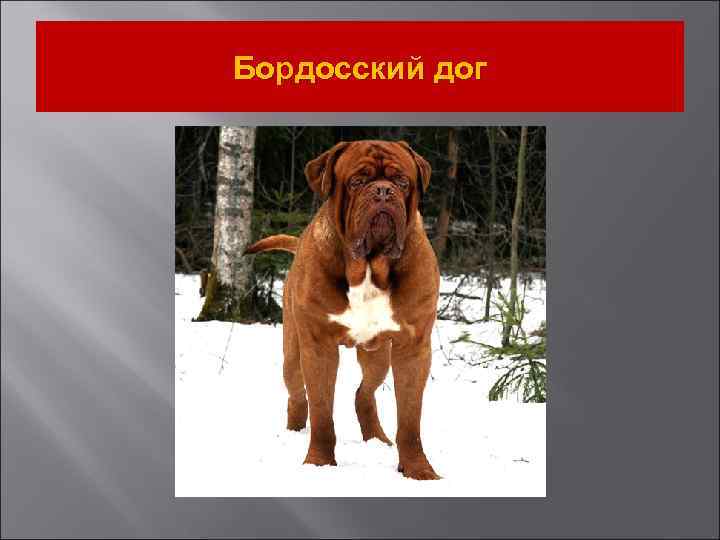 Бордосский дог 