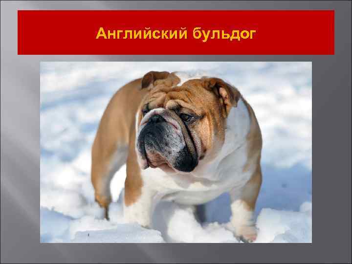 Английский бульдог 