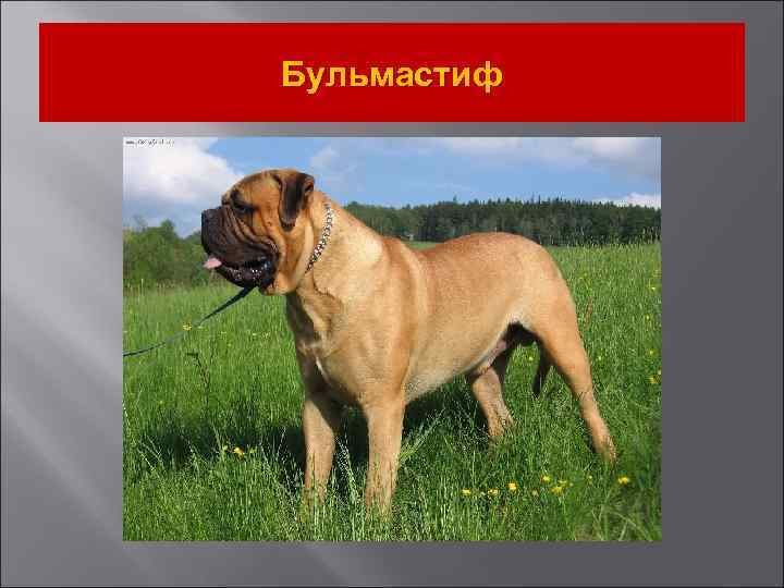 Бульмастиф 