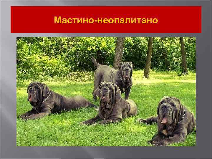 Мастино-неопалитано 