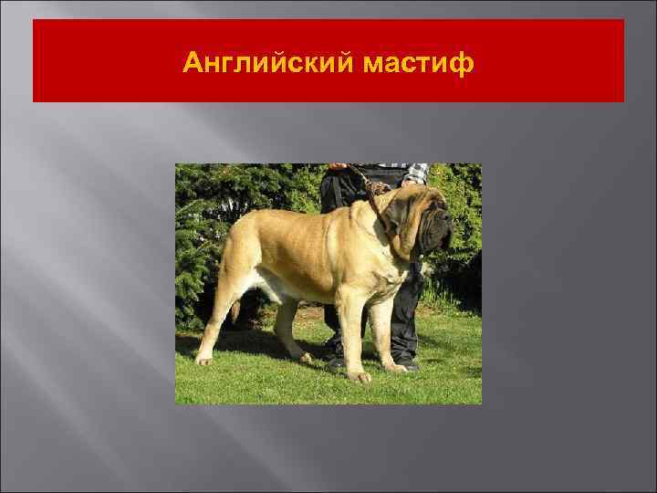 Английский мастиф 