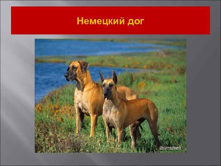 Немецкий дог 