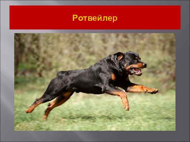 Ротвейлер 