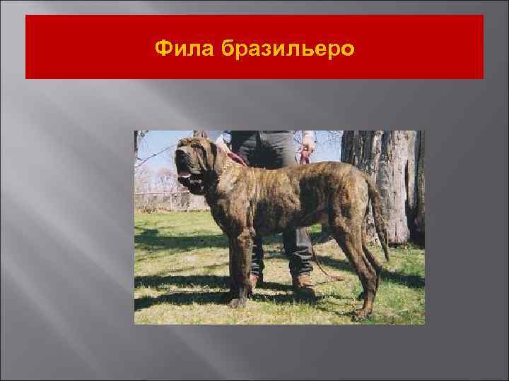 Фила бразильеро 