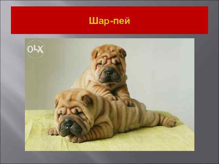 Шар-пей 