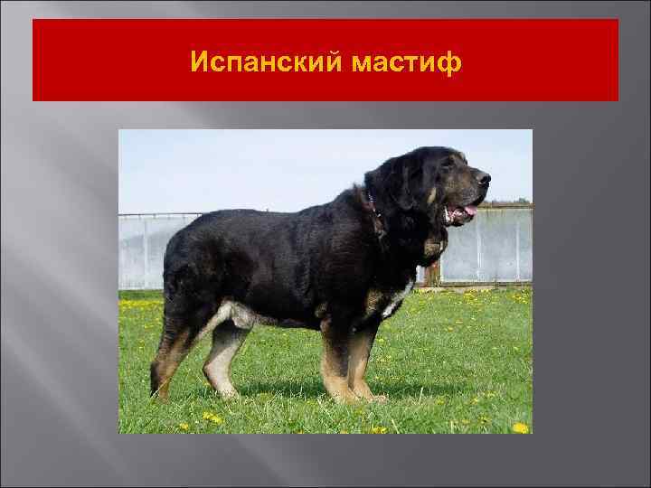 Испанский мастиф 