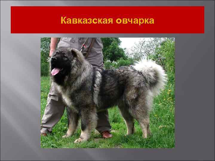 Кавказская овчарка 