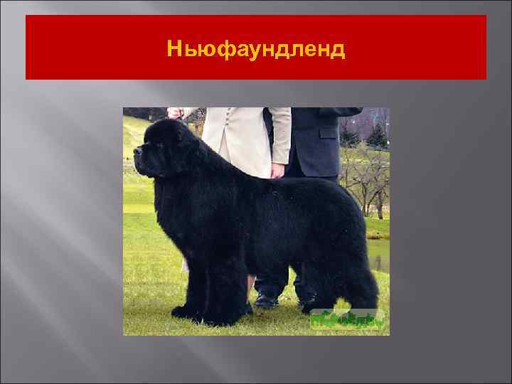 Ньюфаундленд 