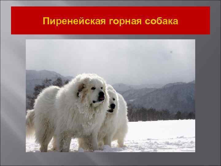 Пиренейская горная собака 