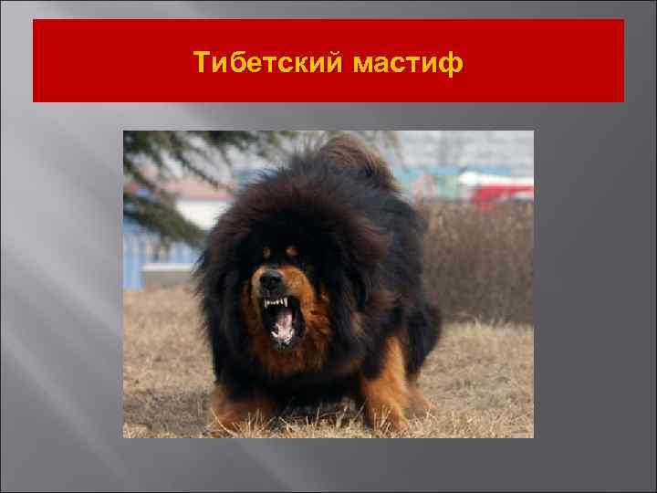 Тибетский мастиф 